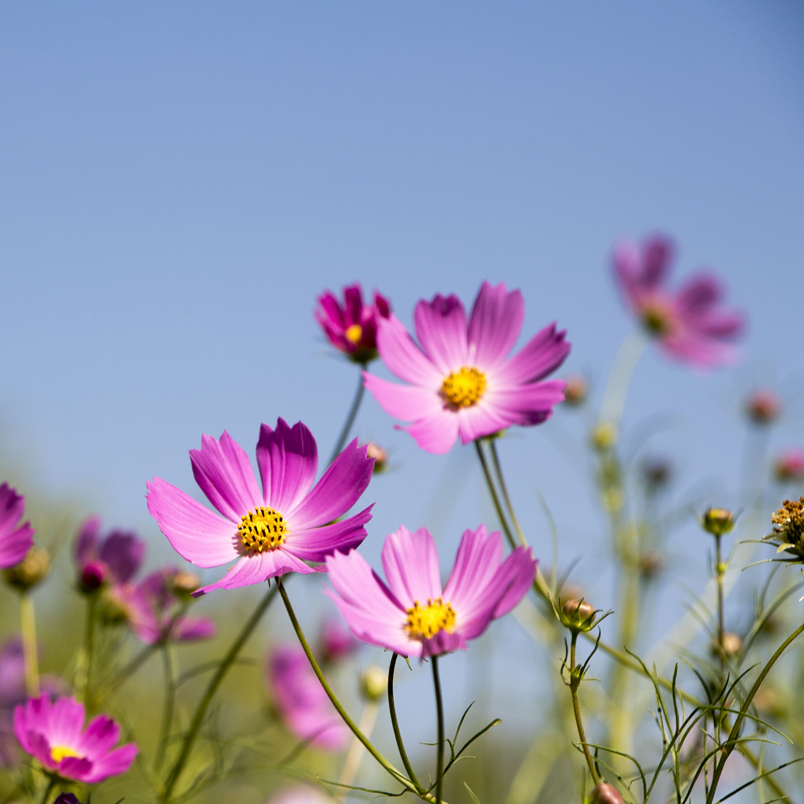 陈甜芸茈